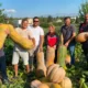Aksu'da dev bal kabakları hasat ediliyor
