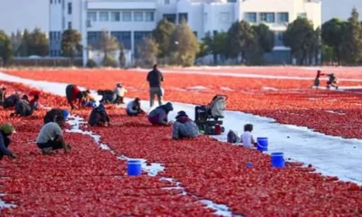 Antalya’nın kurutulmuş domatesi 91 ülkeye ulaştı
