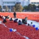 Antalya’nın kurutulmuş domatesi 91 ülkeye ulaştı