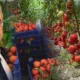 Burdur'da Tefenni için çağrı