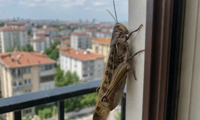 İstanbul'da dev çekirgeler görüntülendi