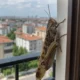 İstanbul'da dev çekirgeler görüntülendi