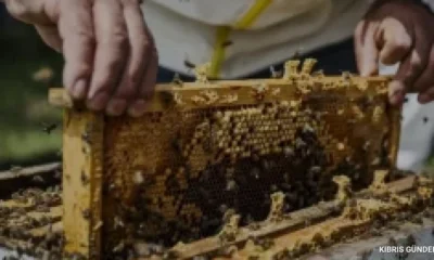 Arıcılar için Veteriner Dairesi kayıt dönemi başlıyor