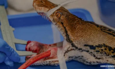 İngiltere'de Bir İlk Gerçekleşti Kanserli Piton Sağlığına Kavuştu