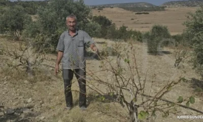 Ziyamet köyünde başıboş eşekler tarım alanlarını talan ediyor