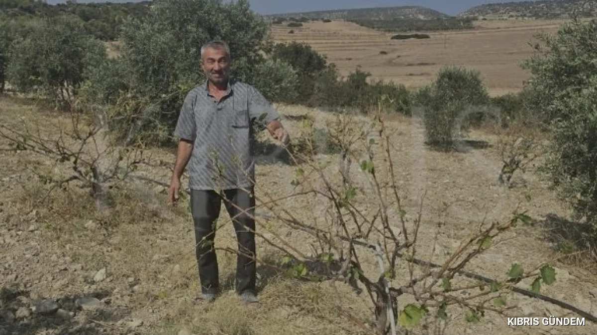 Ziyamet köyünde başıboş eşekler tarım alanlarını talan ediyor