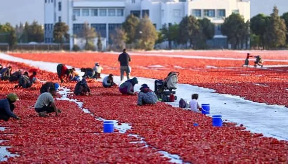 Antalya’nın kurutulmuş domatesi 91 ülkeye ulaştı