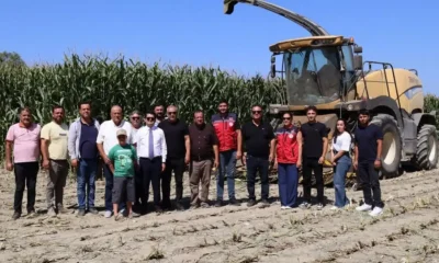 Arsuz'da silajlık mısır hasadı başladı