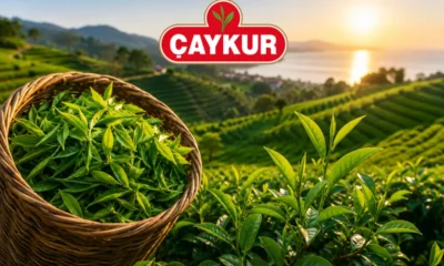 ÇAYKUR'dan üreticilere hasat uyarısı: Benzinli motor kullanmayın