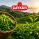 ÇAYKUR'dan üreticilere hasat uyarısı: Benzinli motor kullanmayın