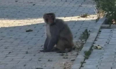 Hatay'da maymun paniği