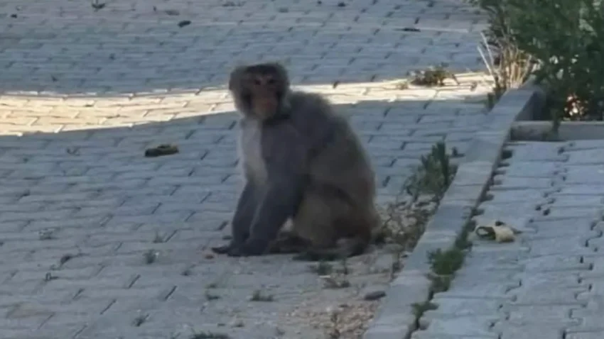 Hatay'da maymun paniği