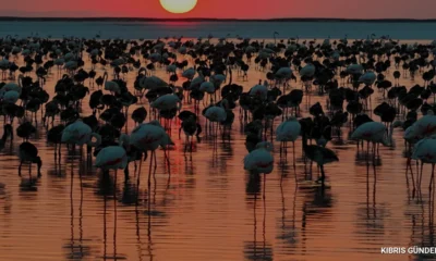 Tuz Gölü Flamingo Popülasyonunda Son 5 Yılın Rekoru Kırıldı