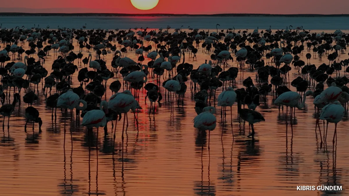 Tuz Gölü Flamingo Popülasyonunda Son 5 Yılın Rekoru Kırıldı