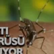 Güney Kıbrıs'ta Batı Nil Virüsü Kaynaklı İlk Ölüm Gerçekleşti